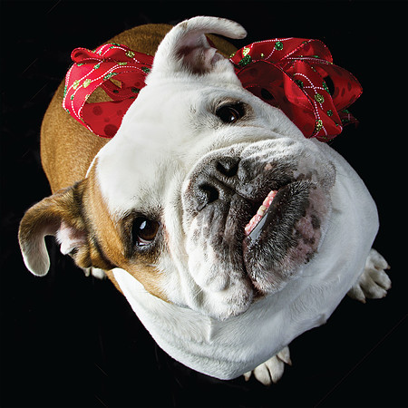 Xmas Bow