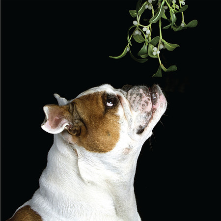 Xmas Mistletoe
