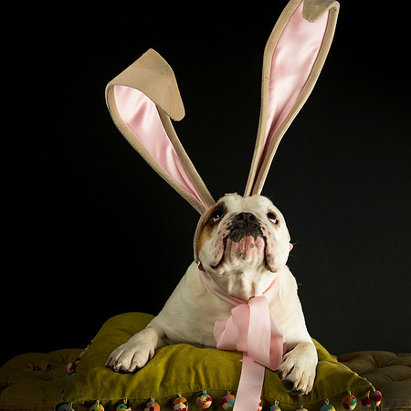 Bunny