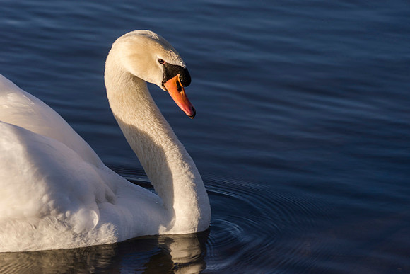 SS_Swan_0890