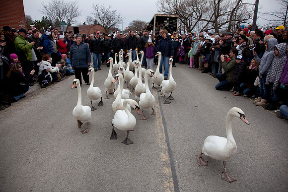 P9Swan_0572