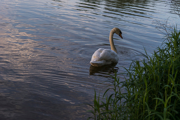 SS_Swan_1014