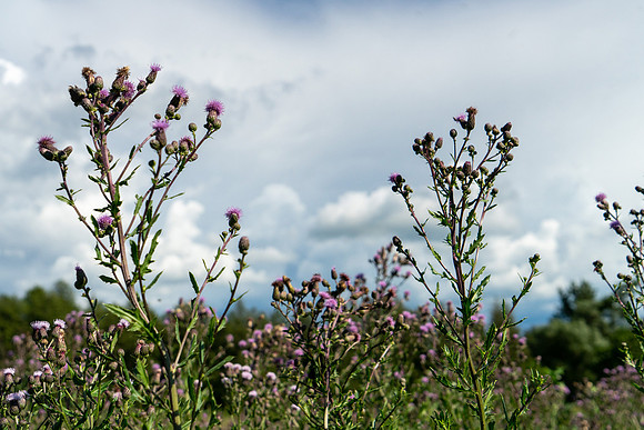 PCSP_LynneRiver_088