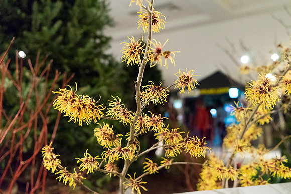 SS_Garden Festival_662