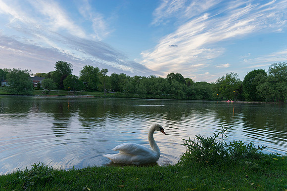 SS_Swan_1017