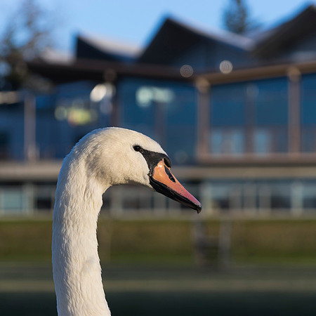 SS_Swan_0894