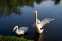 SS_Swans_539