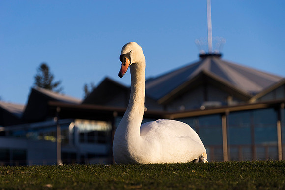 SS_Swan_0901