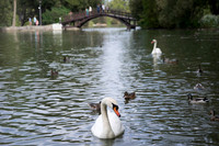 SS_Swans_530