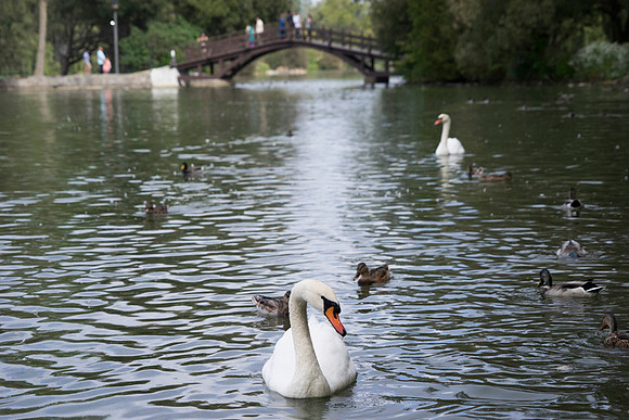 SS_Swans_530