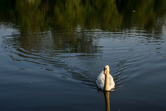 SS_Swan_0866