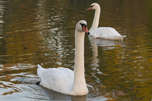 SS__Swan_1160