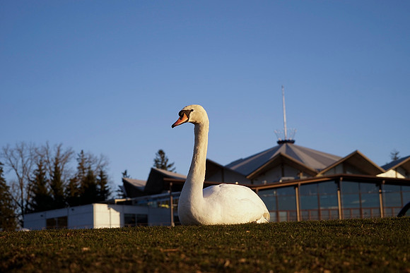 SS_Swan_0886