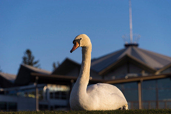 SS_Swan_0902