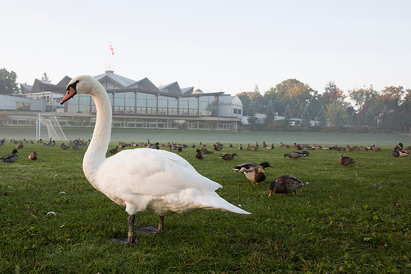 SS__Swan_1161