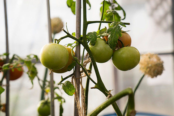 SS_Market_565