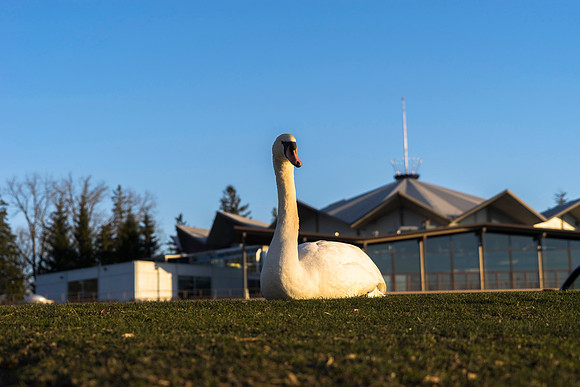 SS_Swan_0904