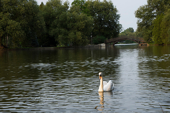 SS_Swans_525