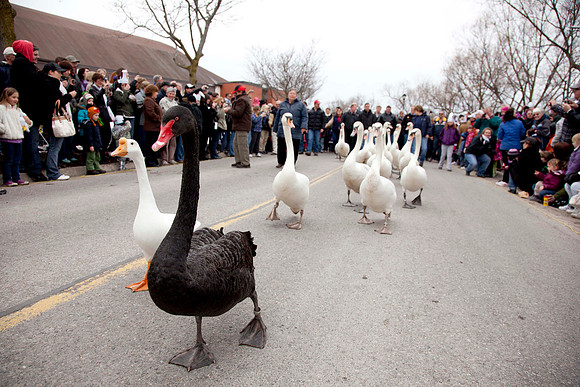 P9Swan_0600