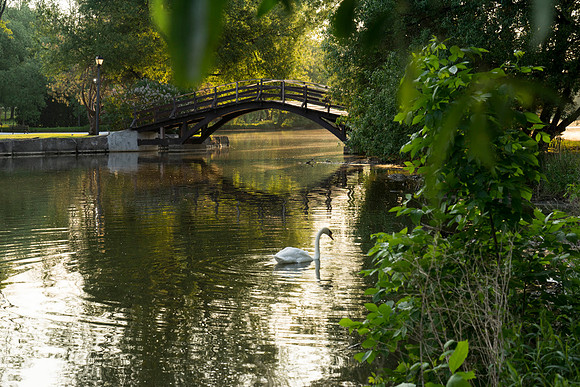 SS_Swan_0868