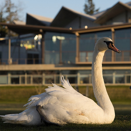 SS_Swan_0892