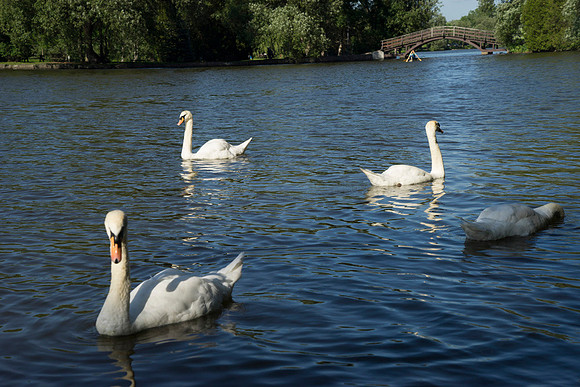 SS_Swans_531