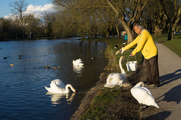 SS_Swans_518