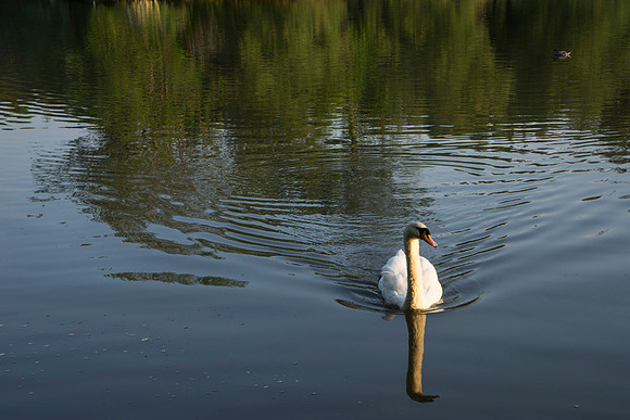 SS_Swans_533