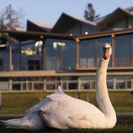 SS_Swan_0893