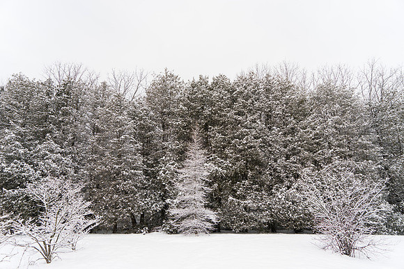 SS_Scenic_0996