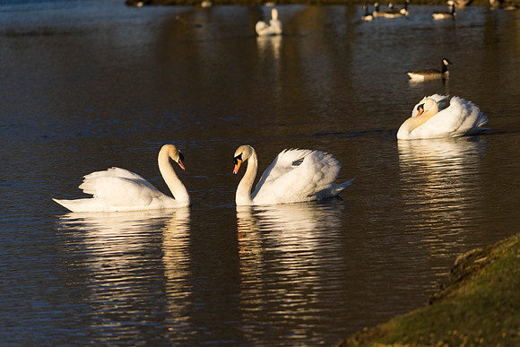 SS_Swan_0878