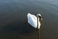 SS_Swans_542