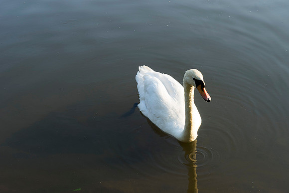 SS_Swans_542