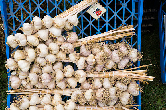 SS_Garlic Festival_683