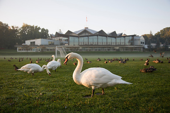 SS__Swan_1162