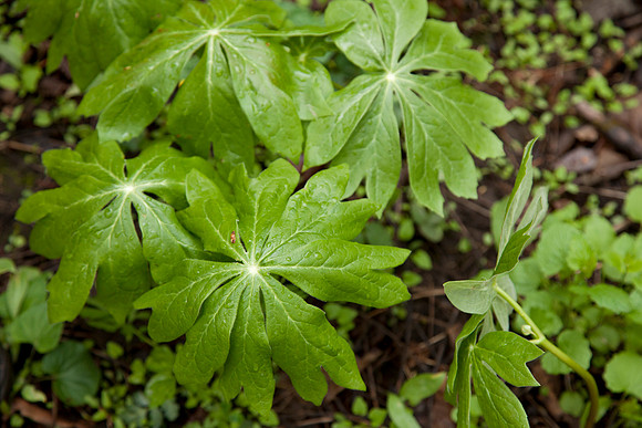 STA_Foraging_075