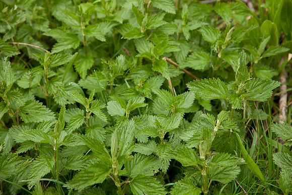 STA_Foraging_016