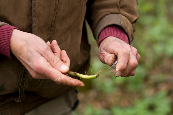 STA_Foraging_204