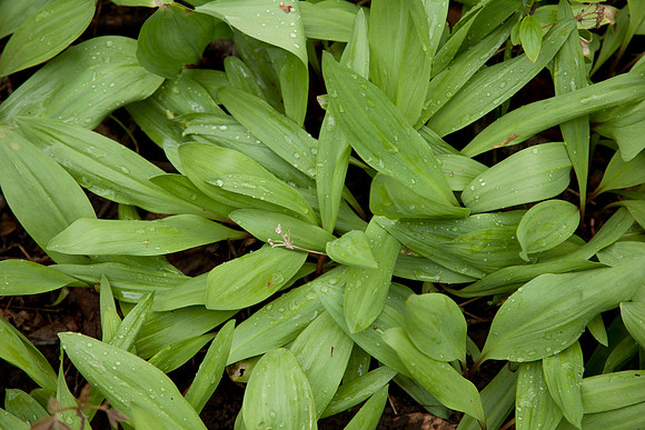 STA_Foraging_056