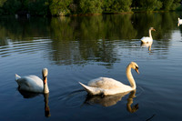 SS_Swans_534