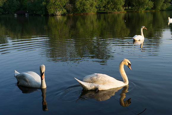 SS_Swans_534