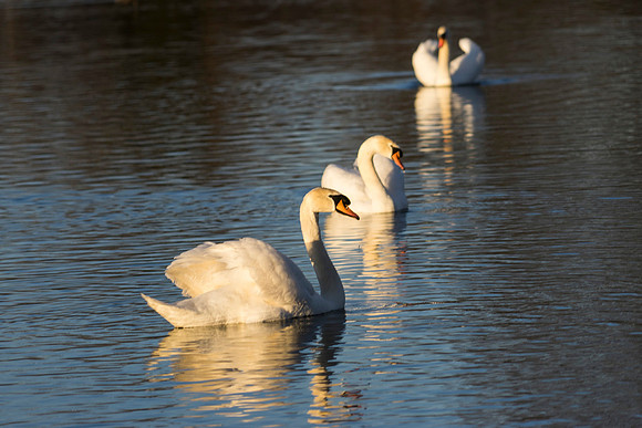 SS_Swan_0887