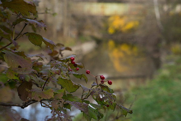 SS_Scenic_246
