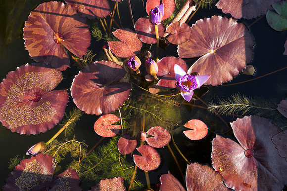 SS_Scenic_068