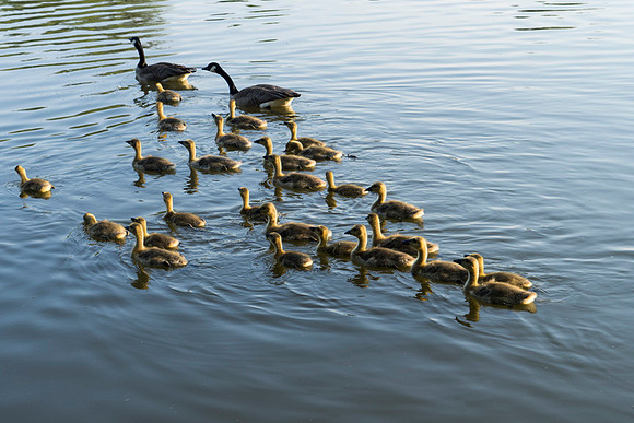 SS_Swans_541
