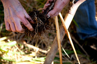 SCS_Forage_012