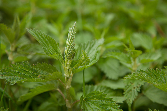STA_Foraging_018