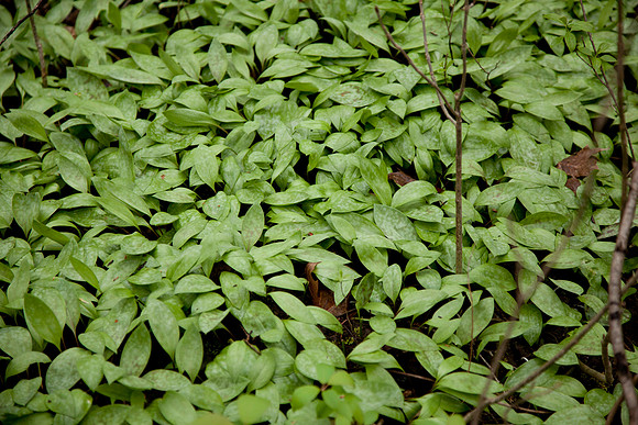 STA_Foraging_005