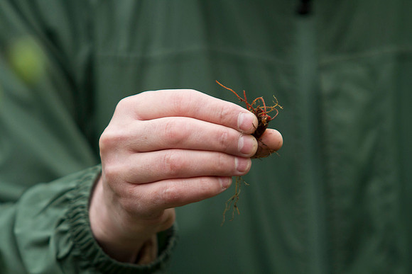 STA_Foraging_207