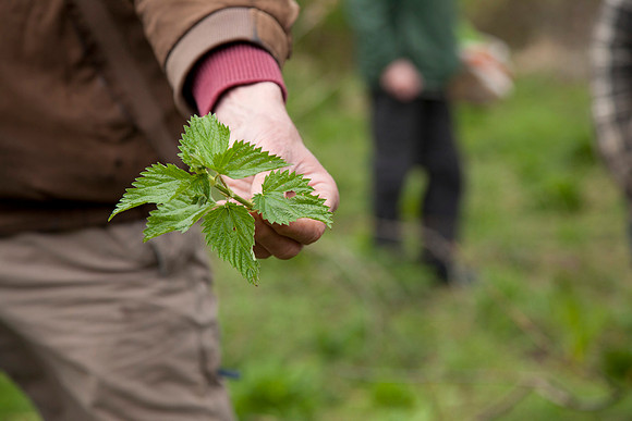 STA_Foraging_022